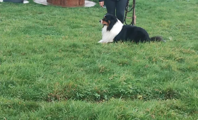 Un éducateur canin 🐕 autour de moi à Bourlon