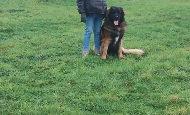 Un éducateur canin 🐕 autour de moi à Arras