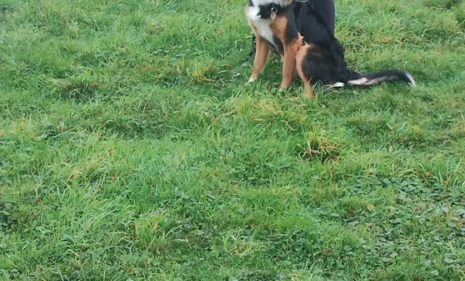 Un éducateur canin 🐕 autour de moi à Aubigny au Bac