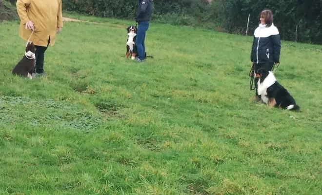Un éducateur canin 🐕 autour de moi à Cambrai Haynecourt