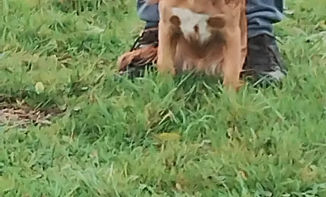 Un éducateur canin 🐕 autour de moi à Rumaucourt 