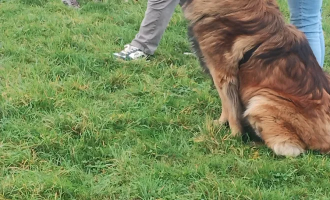 Un éducateur canin 🐕 autour de moi à Saudemont 
