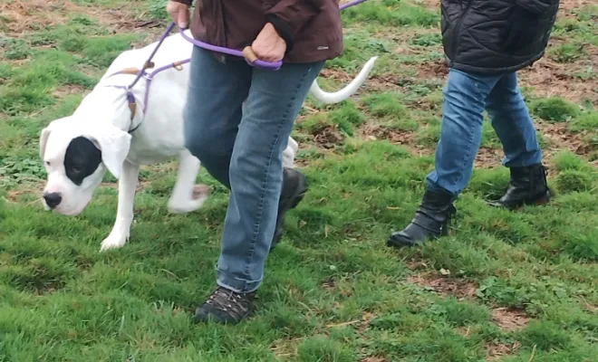 Un éducateur canin 🐕 autour de moi à Cambrai 