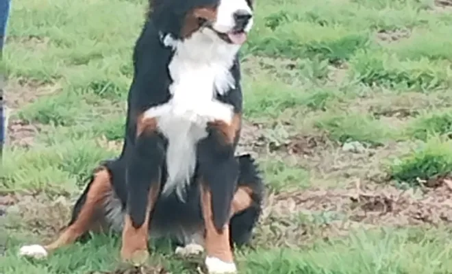 Socialisation du chien près de chez moi à Douai 