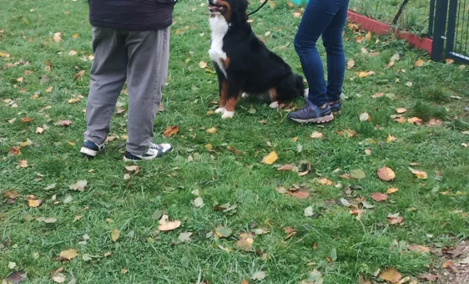 Éducateur canin Oisy Le Verger 