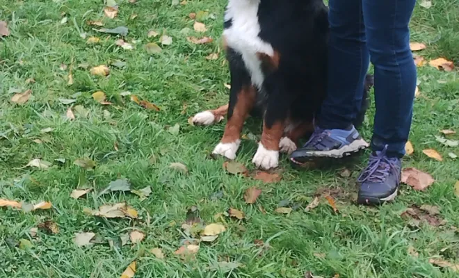 Éducation canine Sauchy Cauchy 