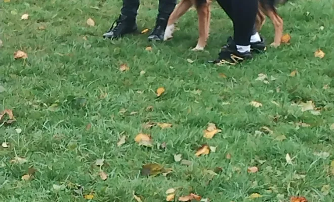 Education canine Arras 