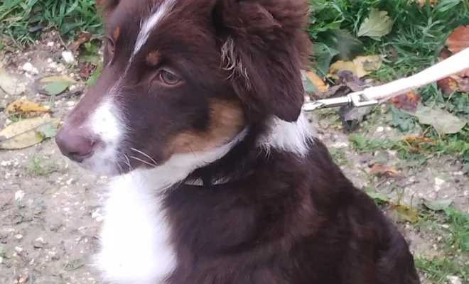 Éducateur comportementaliste canin Michel Gioe