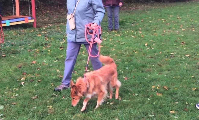 Education canine Marquion 