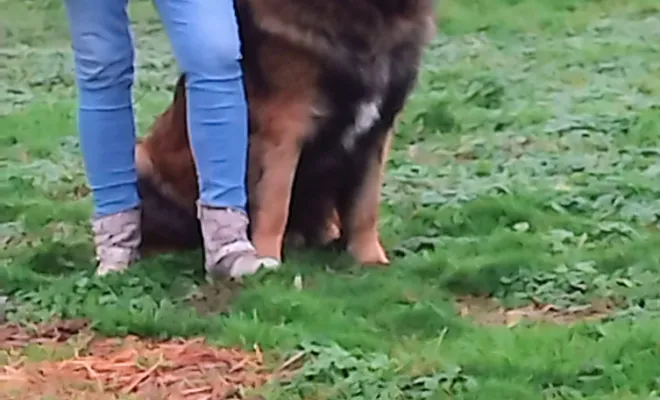 Un éducateur canin 🐕 autour de moi à Douai