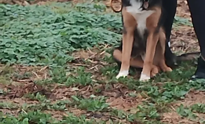 Un éducateur canin 🐕 autour de moi à Marquion 
