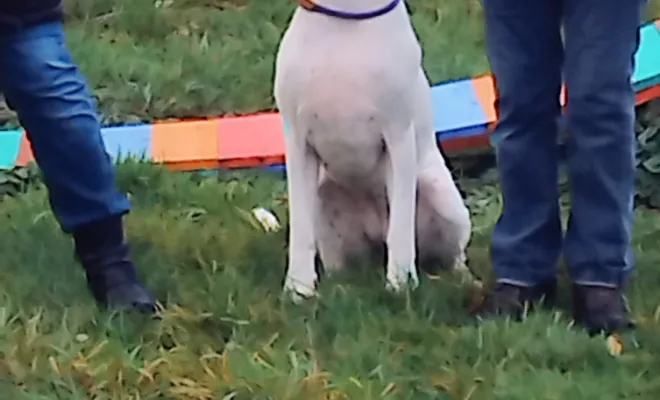 Un éducateur canin 🐕 autour de moi à Cagnicourt