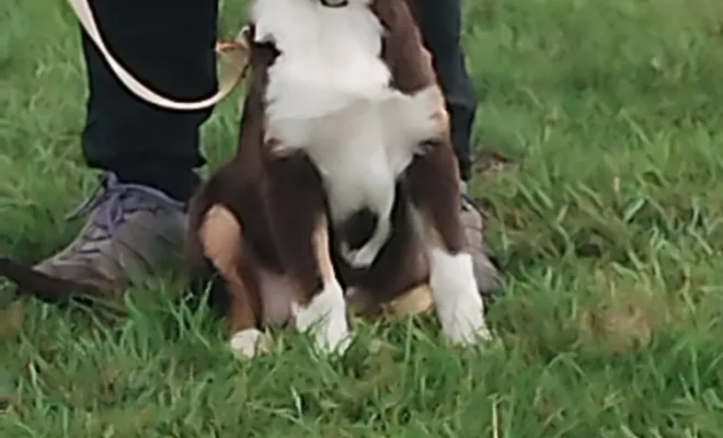Un éducateur canin 🐕 autour de moi à Cambrai 