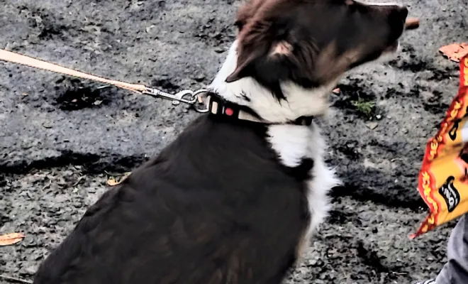 Educateur canin Marquion 