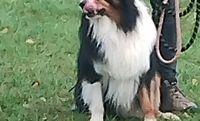 Éducateur canin Cambrai