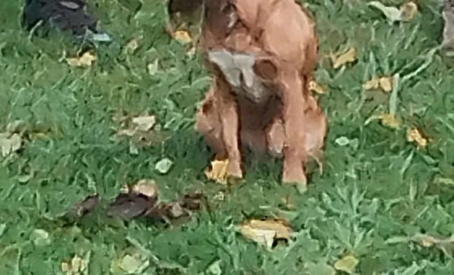 Éducation canine Cambrai